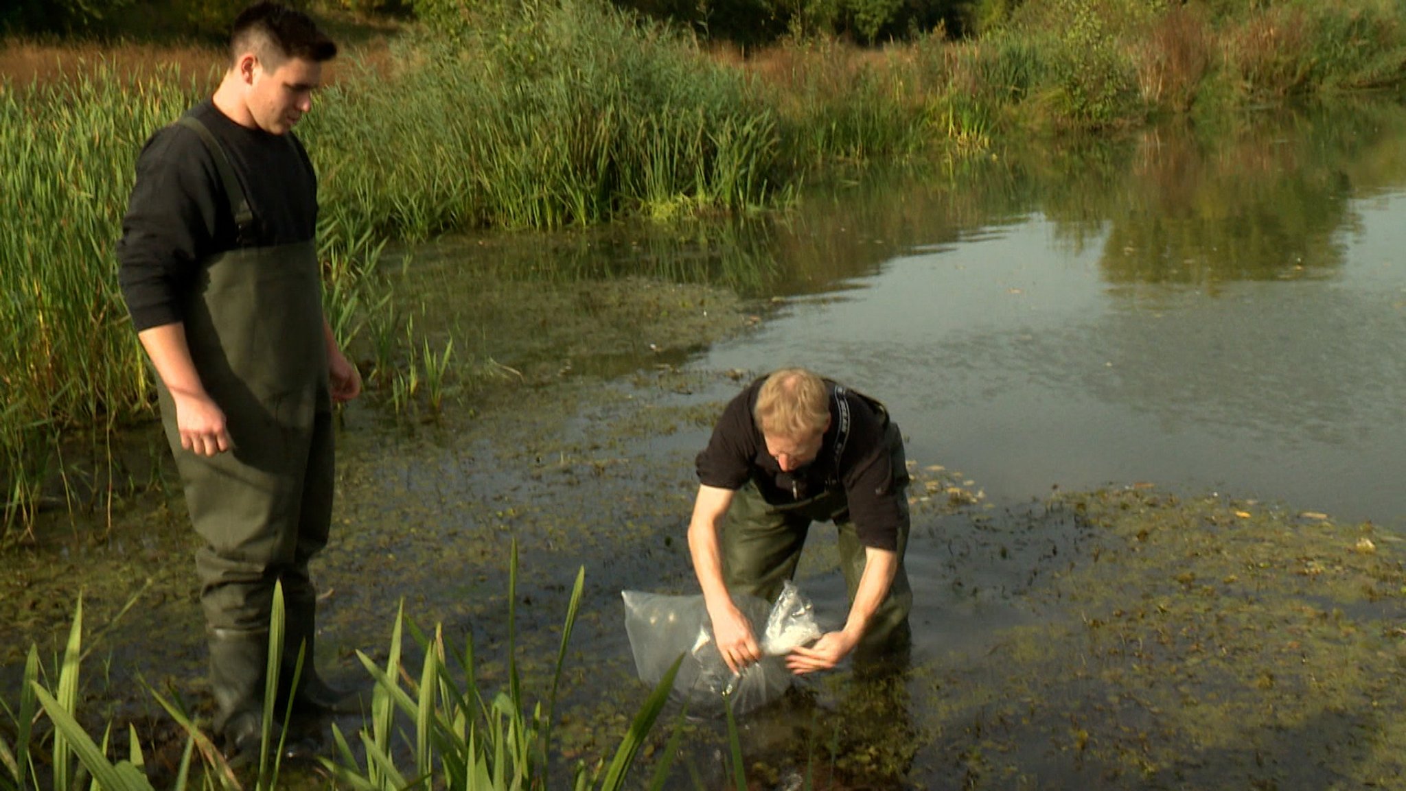 Zwei Fisch-Züchter überführen die Fische in einen See.