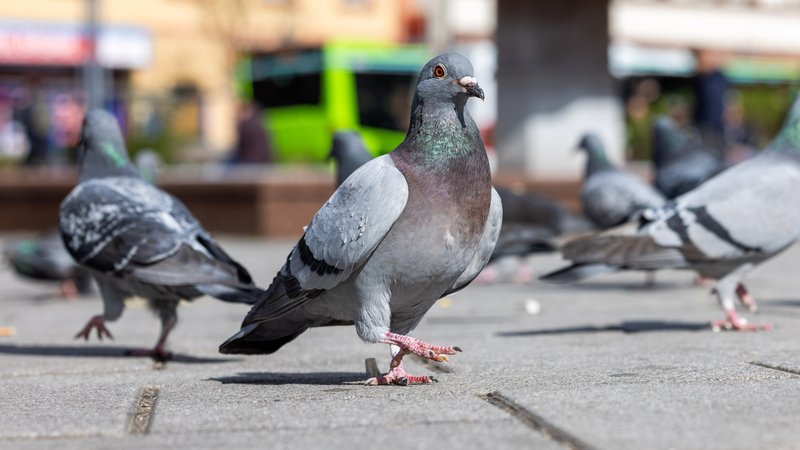 (Symbolbild) Tauben auf der Straße | Bild: picture alliance/dpa | Christian Lademann (Symbolbild) Tauben auf der Straße