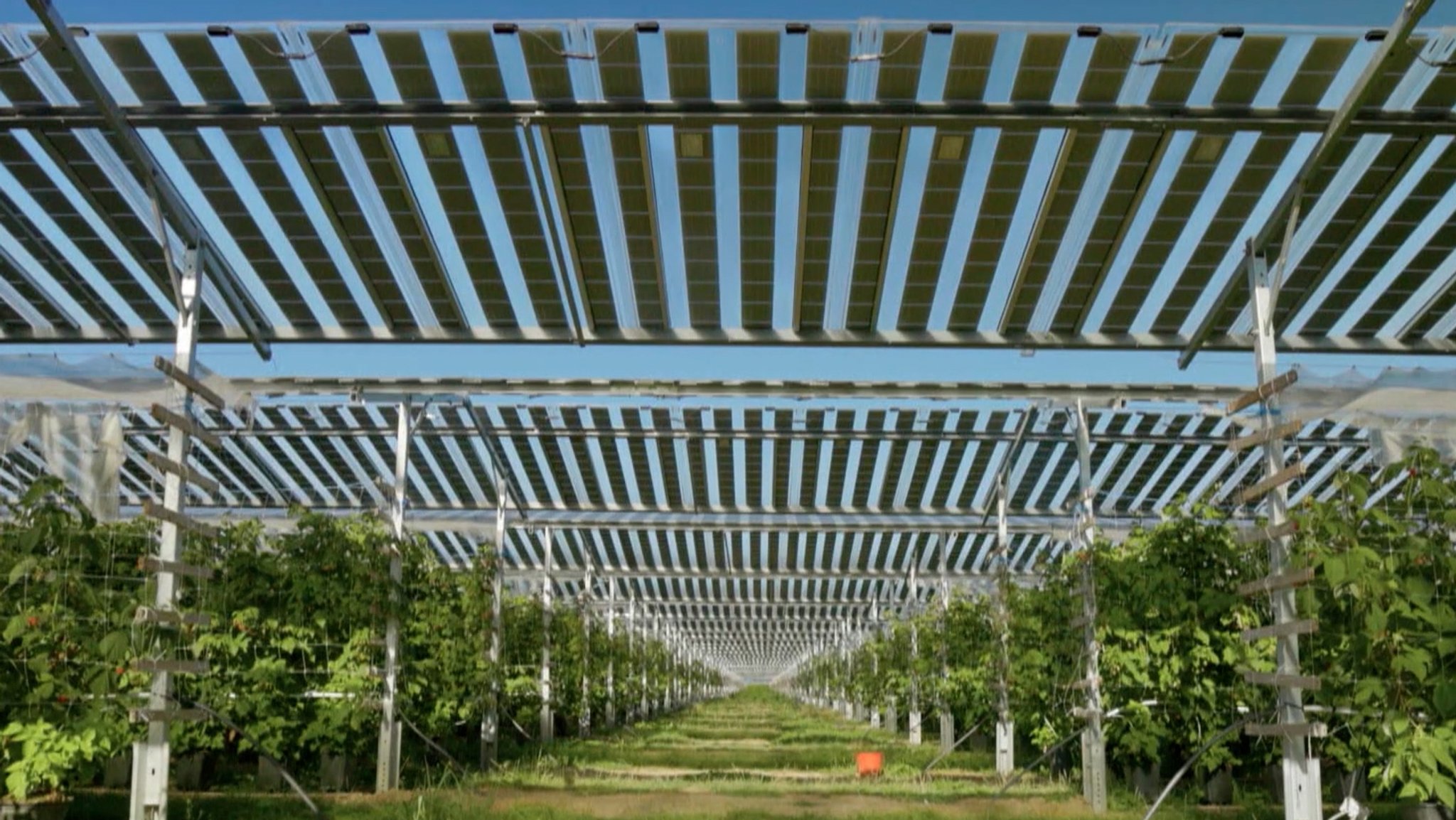 Kirschbäume wachsen unter Solaranlagen.