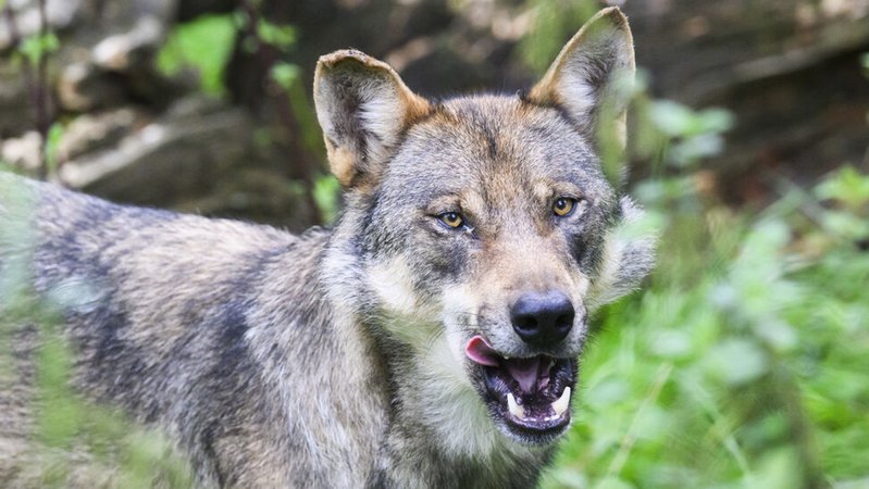 Symbolbild: Wolf | Bild: dpa-Bildfunk/Julian Stratenschulte Symbolbild: Wolf
