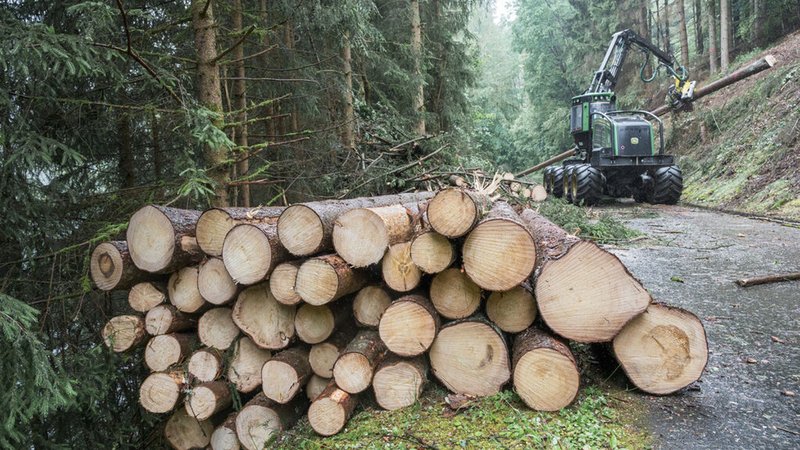 ARCHIV - 17.06.2024, Bayern, Steinwiesen: Ein Holzvollernter stapelt gefällte Stämme zu Poldern am Rand eines Forstweges beim Einsatz der Borkenkäfer-Taskforce ·Team ZE·. Bei der Schnelleingreiftruppe der Bayerischen Staatsforsten im Frankenwald steht das ZE für ·Zufällige Ereignisse·. Das Team sucht und markiert vom Borkenkäfer befallene Fichten und lässt diese aus dem Wald entfernen, um weiteren Befall zu verhindern. (zu dpa: «Staatsforsten: Aufwand für gesunden Wald wird größer») Foto: Daniel Vogl/dpa +++ dpa-Bildfunk +++ | Bild: dpa-Bildfunk/Daniel Vogl ARCHIV - 17.06.2024, Bayern, Steinwiesen: Ein Holzvollernter stapelt gefällte Stämme zu Poldern am Rand eines Forstweges beim Einsatz der Borkenkäfer-Taskforce ·Team ZE·. Bei der Schnelleingreiftruppe der Bayerischen Staatsforsten im Frankenwald steht das ZE für ·Zufällige Ereignisse·. Das Team sucht und markiert vom Borkenkäfer befallene Fichten und lässt diese aus dem Wald entfernen, um weiteren Befall zu verhindern. (zu dpa: «Staatsforsten: Aufwand für gesunden Wald wird größer») Foto: Daniel Vogl/dpa +++ dpa-Bildfunk +++