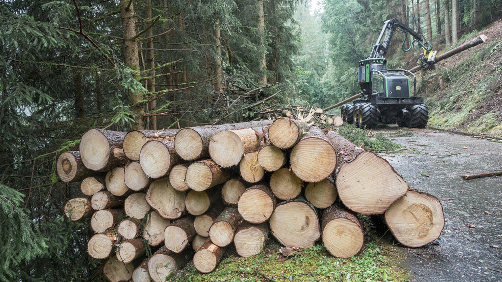 Klimakrise und Borkenkäfer: Aufwand für Wälder wird größer