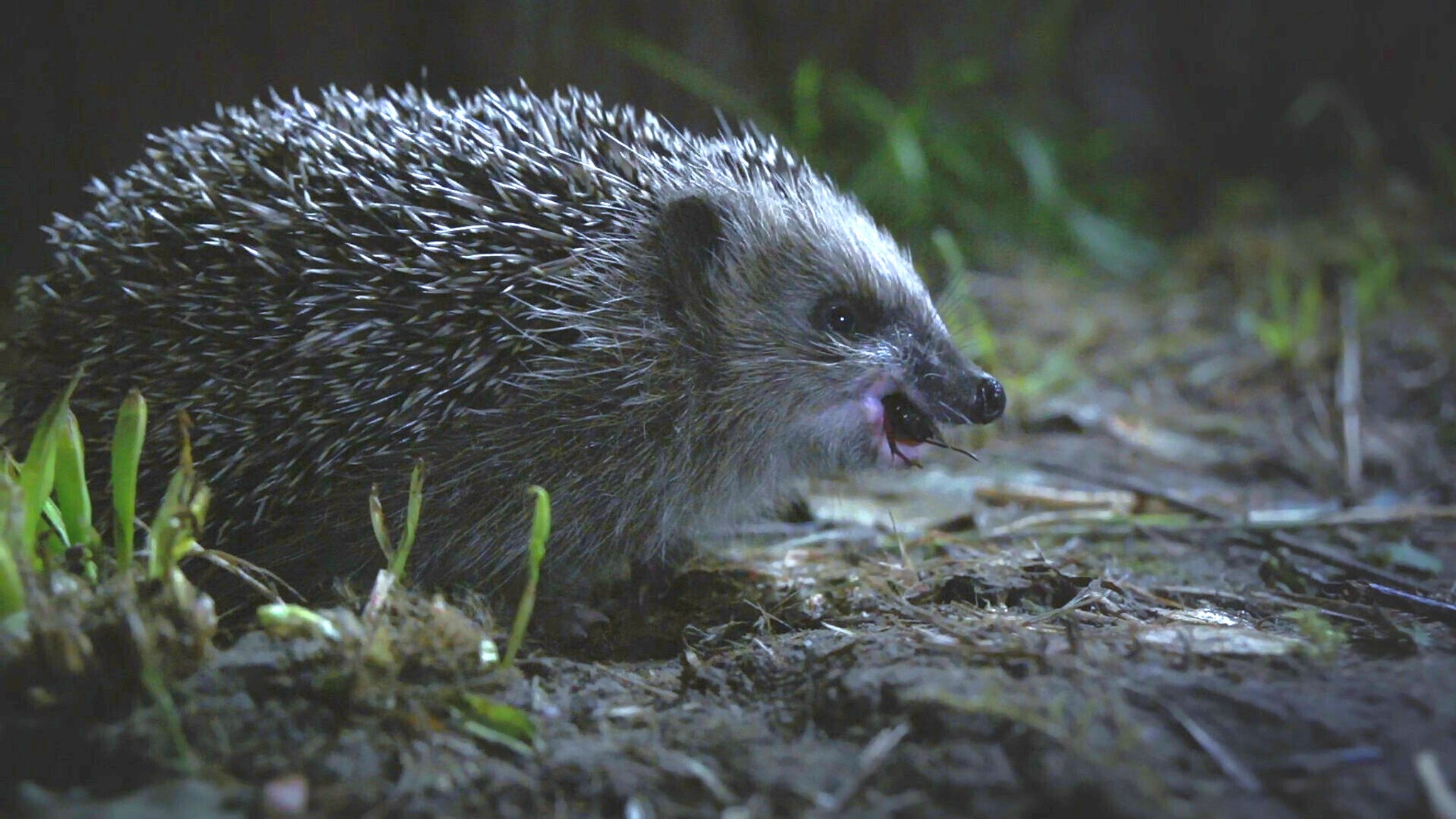 Igel unter uns