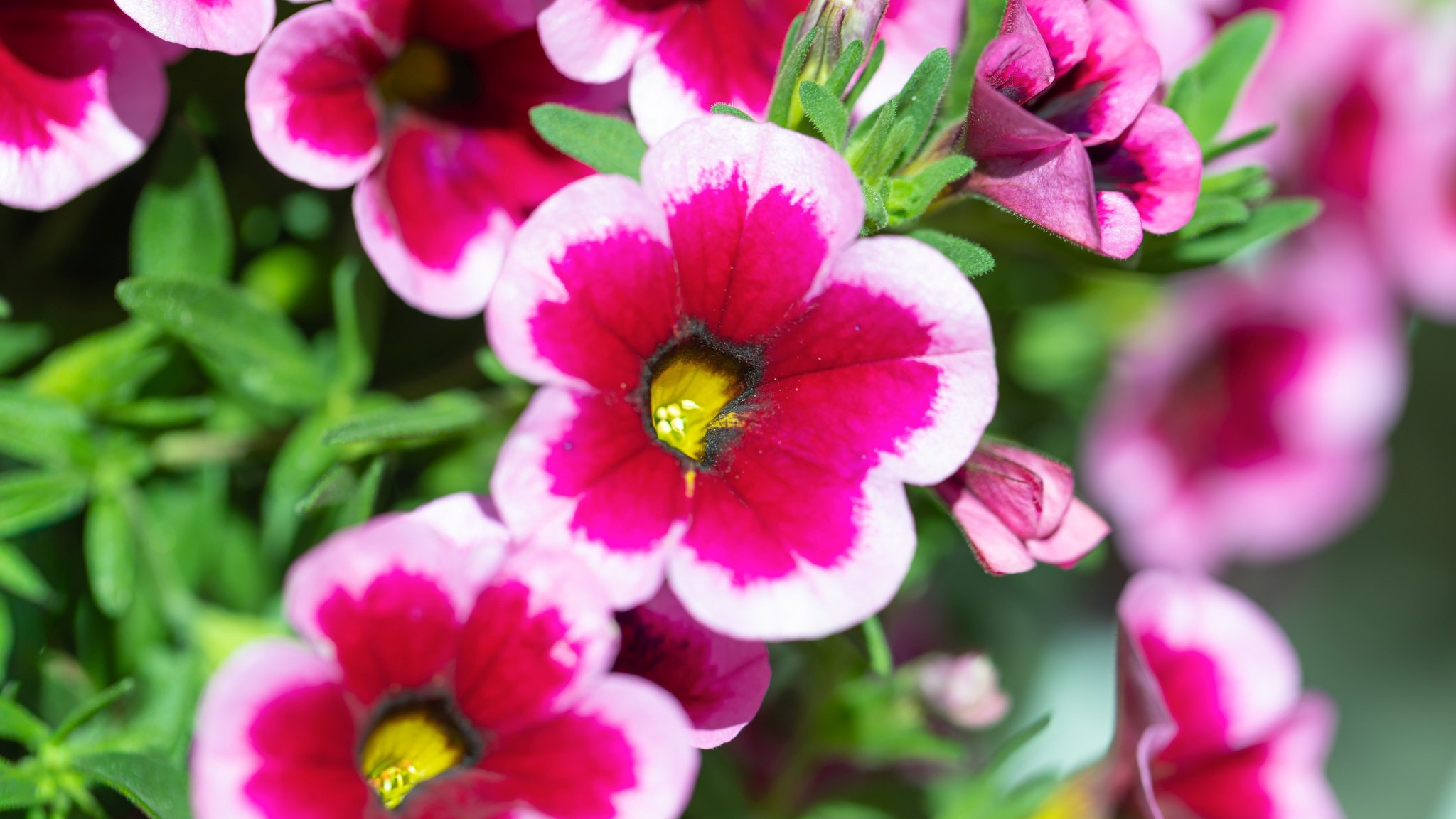 Blick in die Blüten des Feenstaubs.