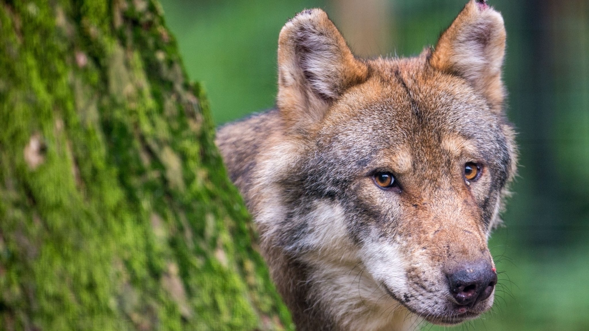 Symbolbild: Ein Wolf hinter einem Baum.