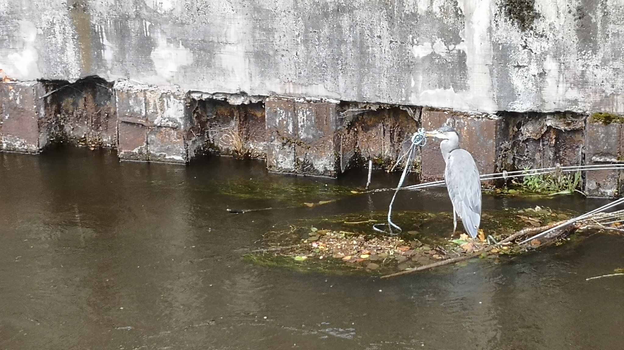 Graureiher mit einer Plastikschnur um den Schnabel.