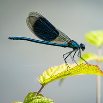 Libellen, die fliegenden Räuber - Alles Natur | Bild: picture alliance/dpa | Frank Rumpenhorst