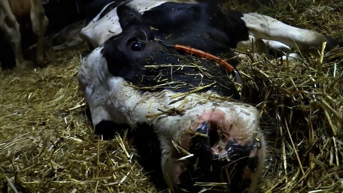 Heimlich aufgenommene Bilder in einem Milchviehbetrieb in Bad Grönenbach im Sommer 2019 waren der Auslöser des Allgäuer Tierschutzskandals.