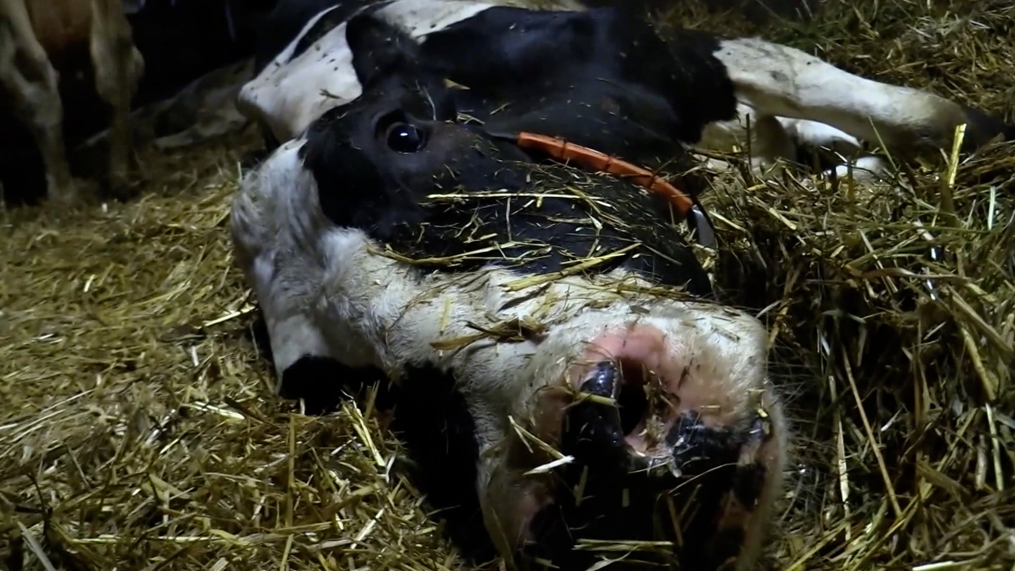 Prozess zum Allgäuer Tierschutzskandal  - darum geht's