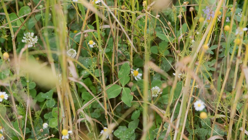 Kleegras steht als Untersaaten auf einem Getreidefeld | Bild: picture-alliance/dpa | Stefan Sauer Kleegras steht als Untersaaten auf einem Getreidefeld