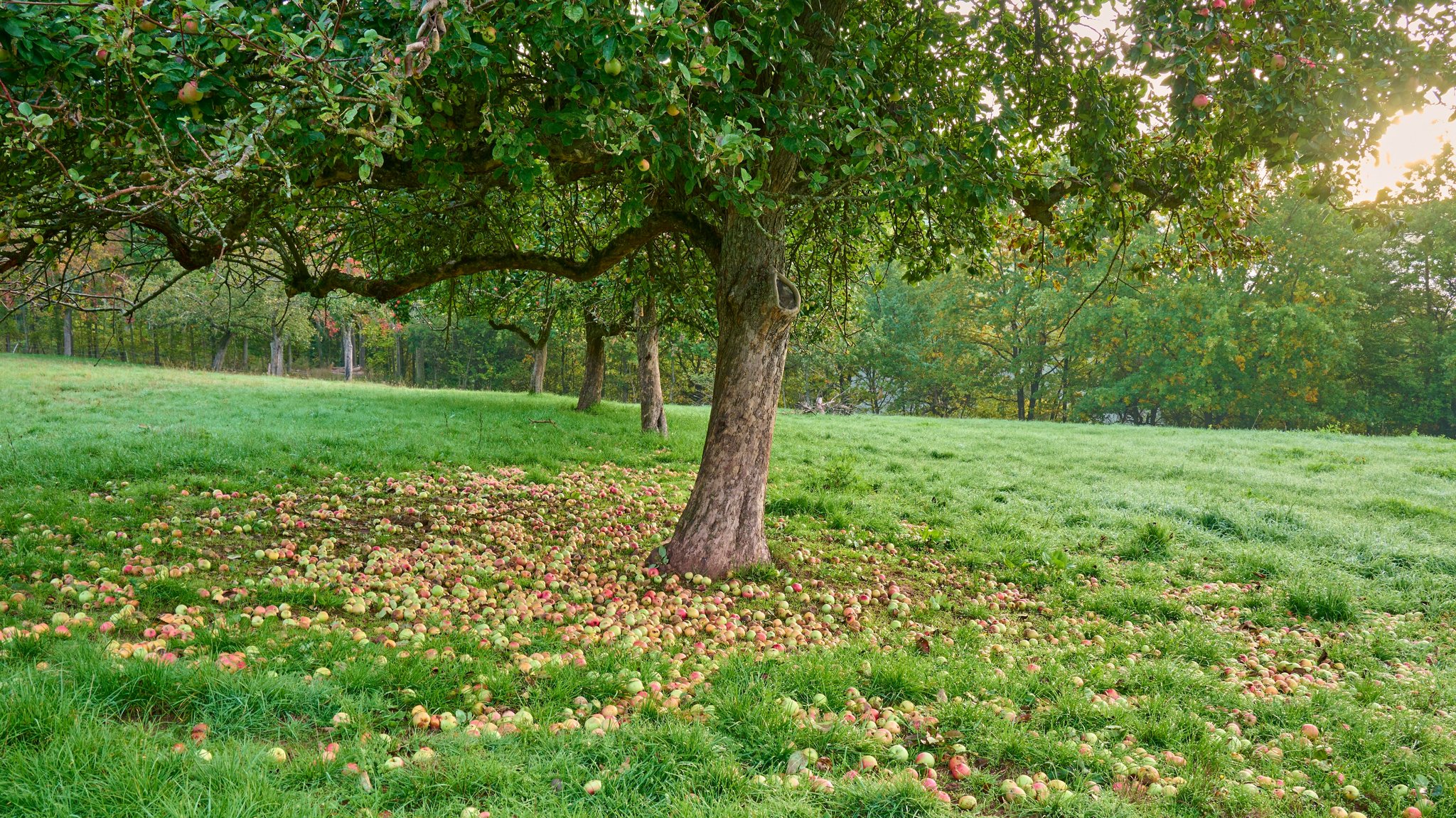 Apfelbaum, Fallobst, Streuobstwiese, Morgen, Herbst, Bayern, Deutschland, Europa | Bild: picture alliance / imageBROKER | Raimund Linke Apfelbaum, Fallobst, Streuobstwiese, Morgen, Herbst, Bayern, Deutschland, Europa