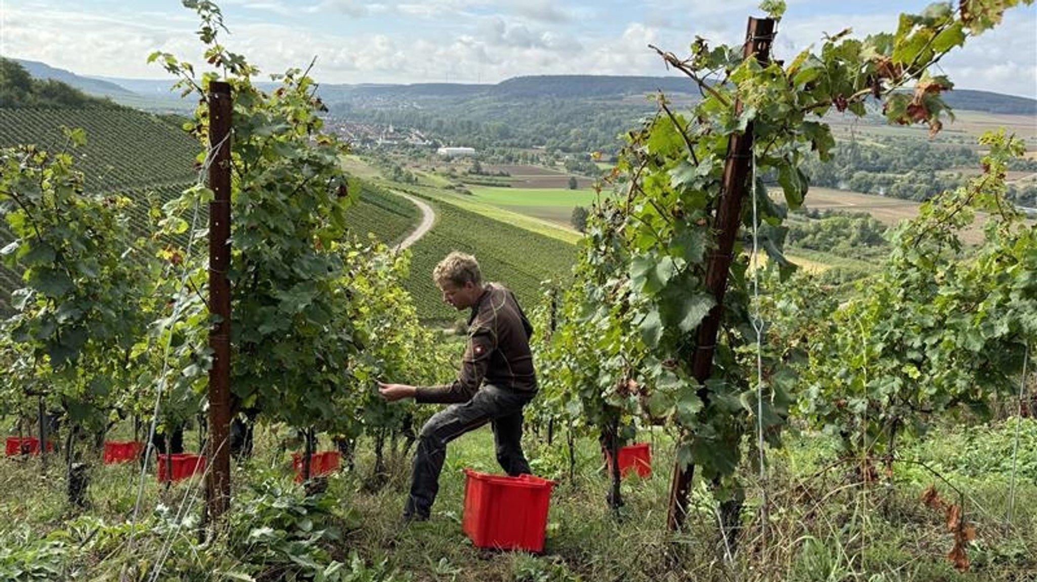 Winzer bei der Weinlese.