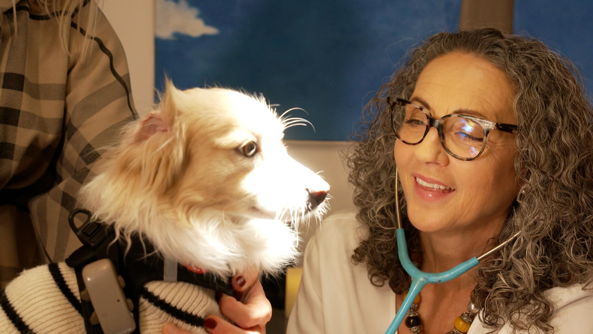 Viele Hundehalter blicken mit Sorge auf die Tage um Silvester, schließlich versetzt die Knallerei ihre vierbeinigen Lieblinge oft in Angst.