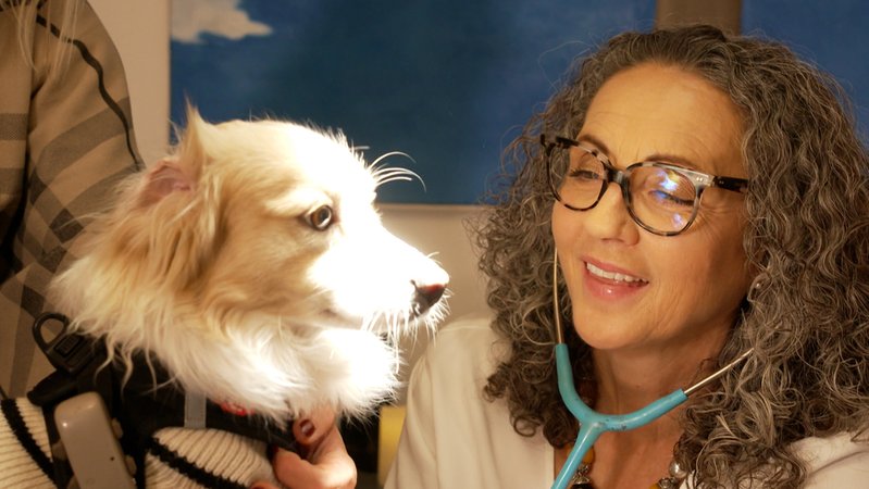 Viele Hundehalter blicken mit Sorge auf die Tage um Silvester, schließlich versetzt die Knallerei ihre vierbeinigen Lieblinge oft in Angst. | Bild: Bayerischer Rundfunk 2024 Viele Hundehalter blicken mit Sorge auf die Tage um Silvester, schließlich versetzt die Knallerei ihre vierbeinigen Lieblinge oft in Angst.