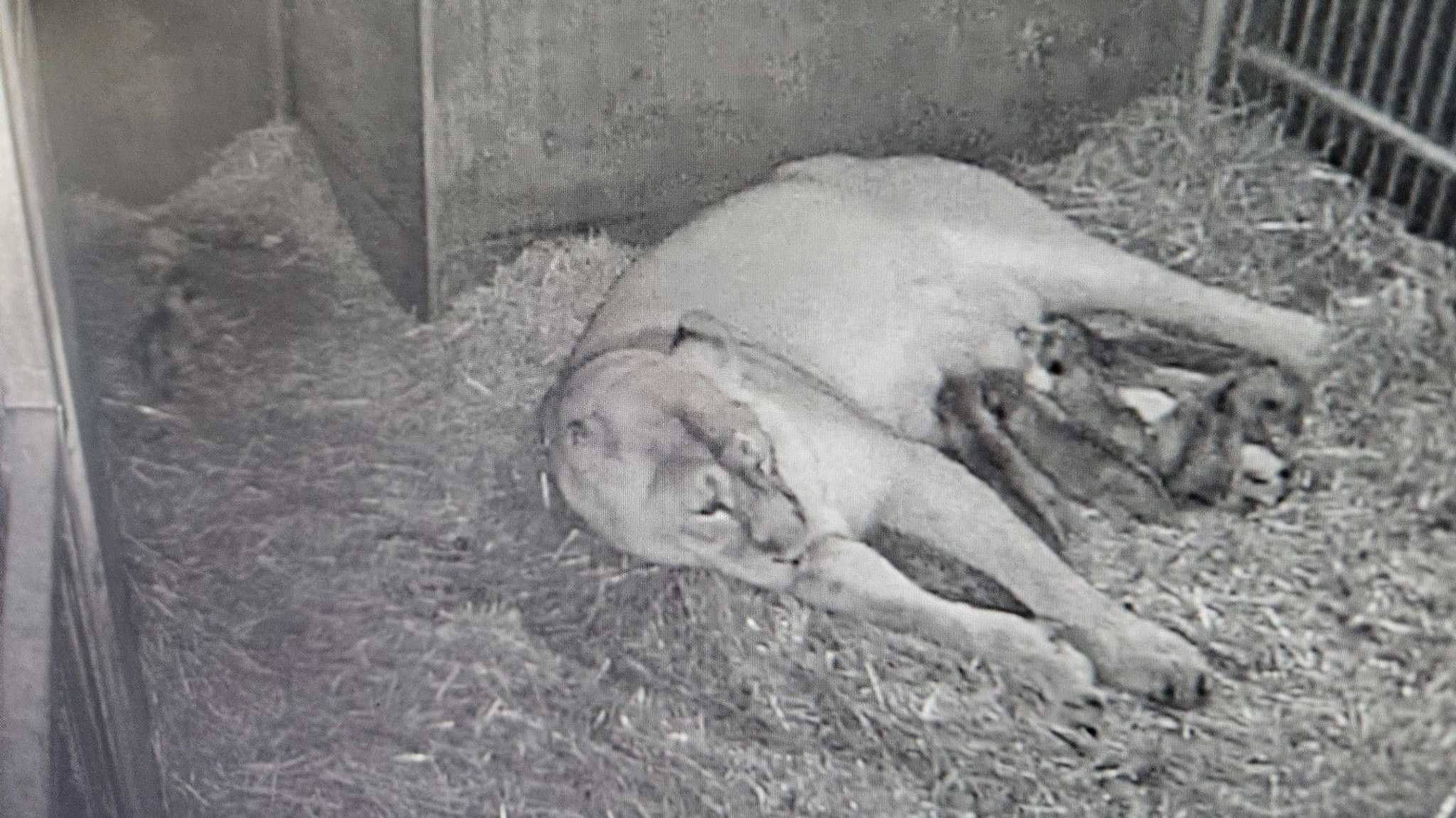 Löwin Aarany kümmert sich intensiv um ihre fünf am 26. Dezember 2025 geborenen Jungtiere und hat sie von Beginn an gesäugt. | Bild: Tiergarten Nürnberg Löwin Aarany kümmert sich intensiv um ihre fünf am 26. Dezember 2025 geborenen Jungtiere und hat sie von Beginn an gesäugt.