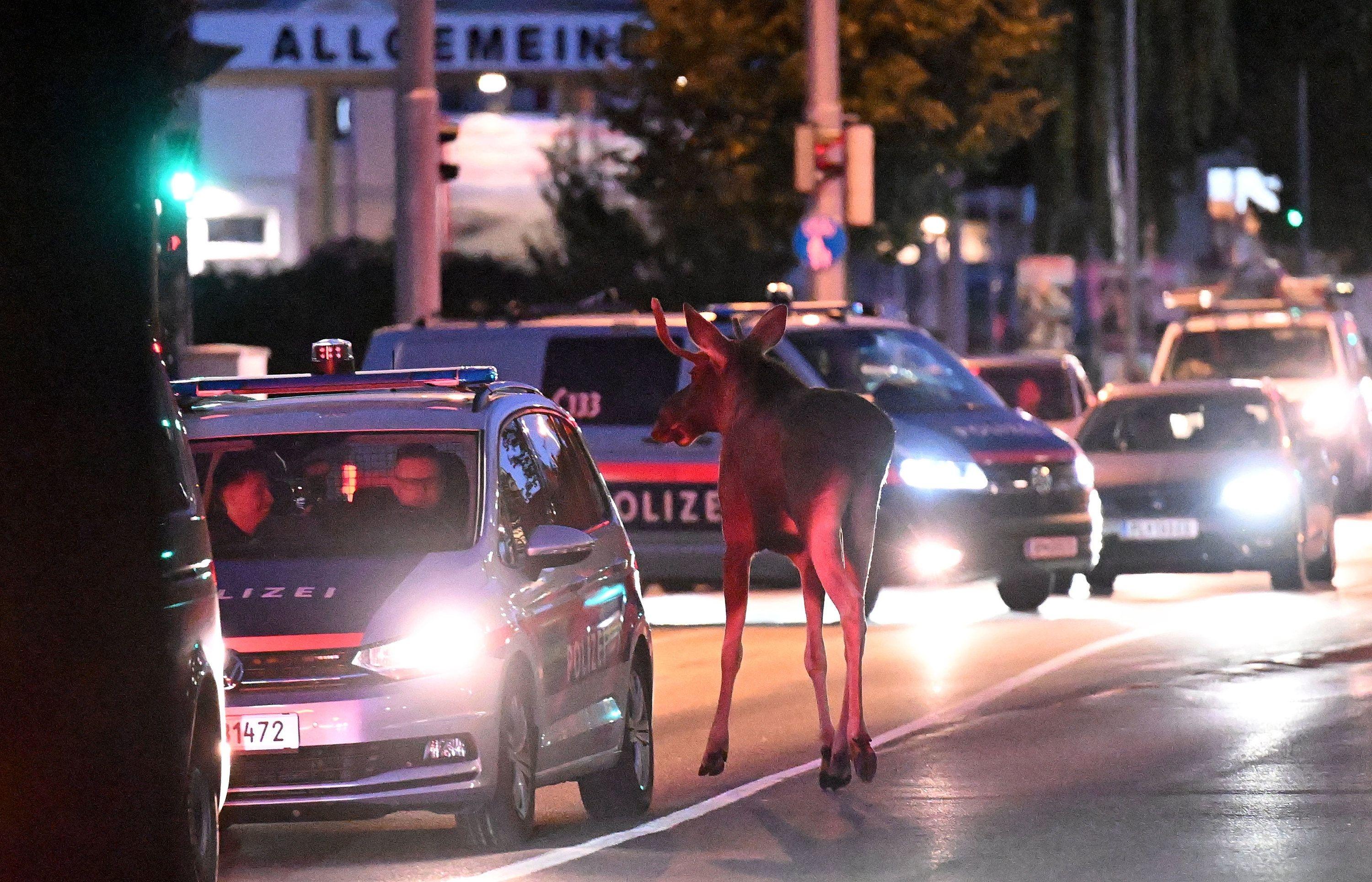 Österreichs Medienstar Elch "Emil".