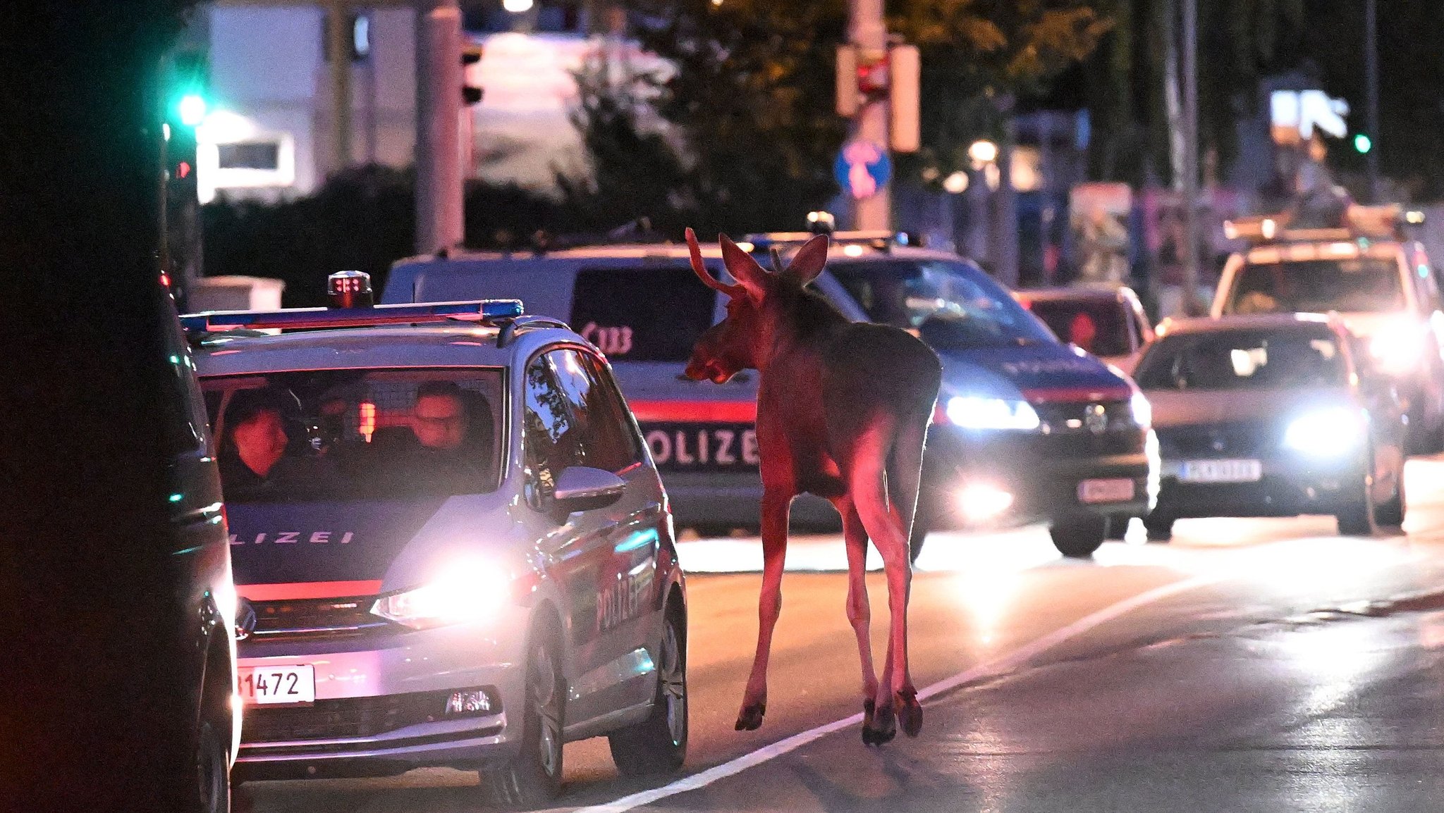 Österreichs Medienstar Elch "Emil".