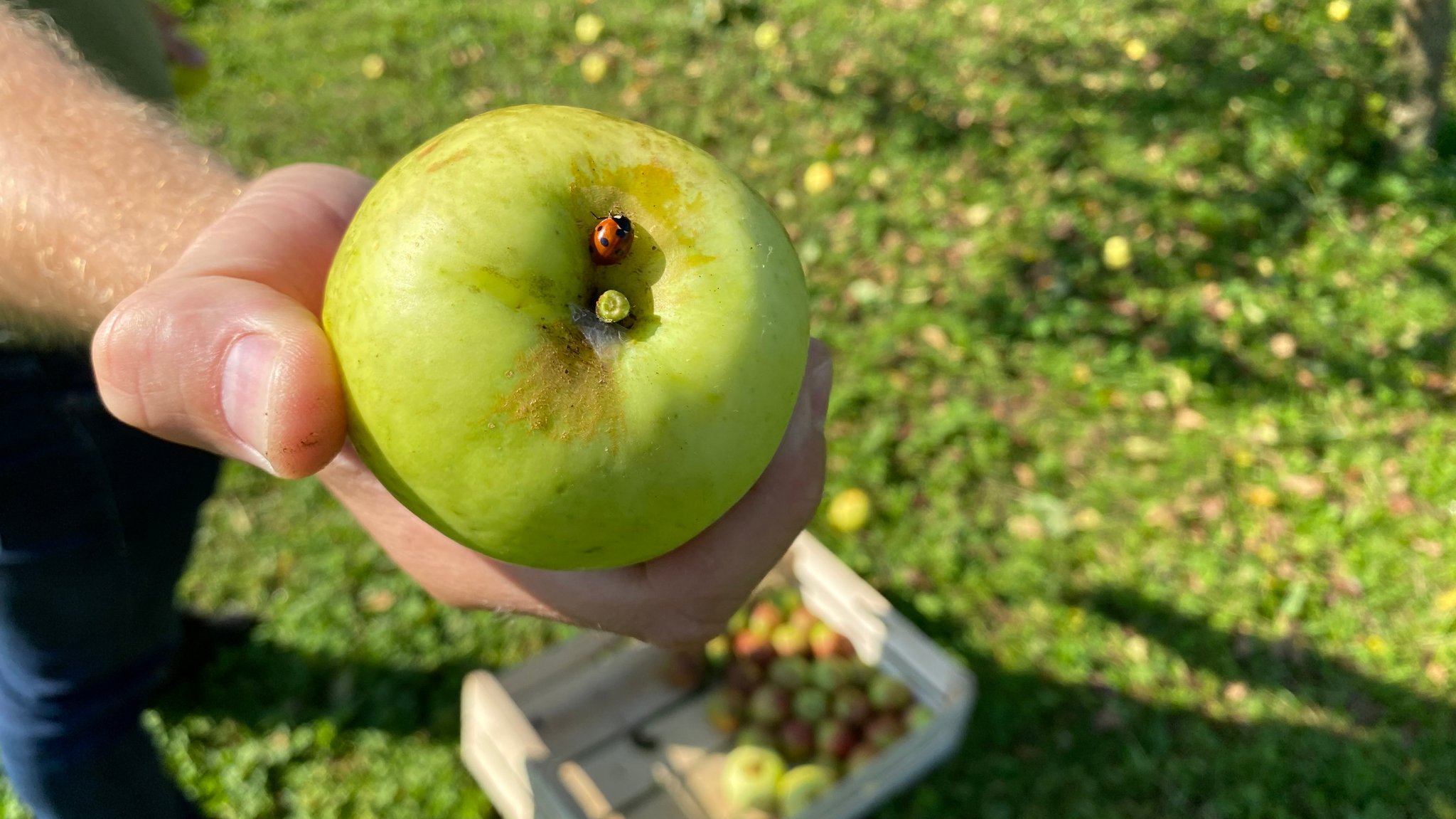 Ein Mann hält einen großen, grünen Apfel von einem Streuobstbaum in der Hand. Darauf sitzt ein Marienkäfer.