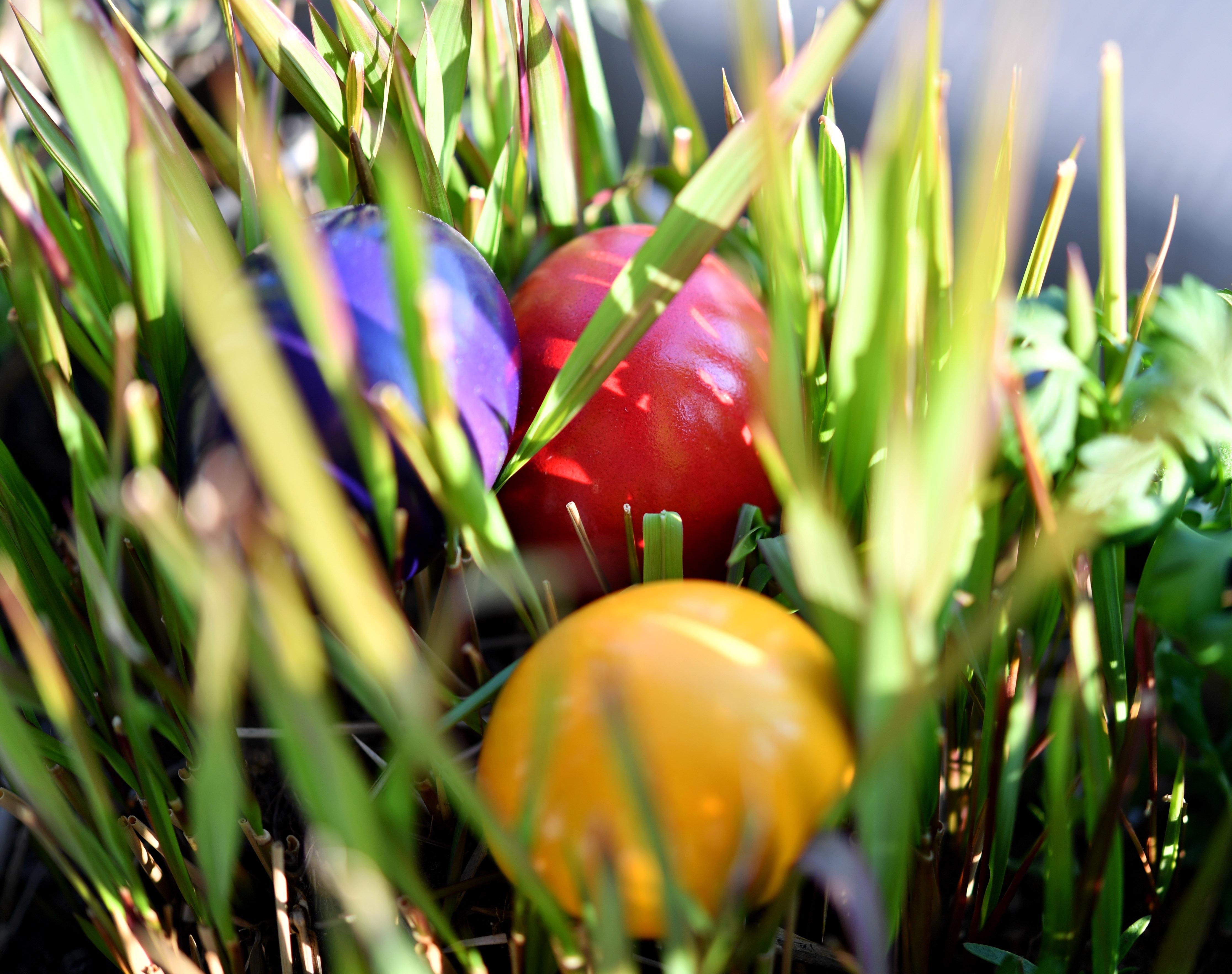 Bunt gefärbte Ostereier liegen im Gras