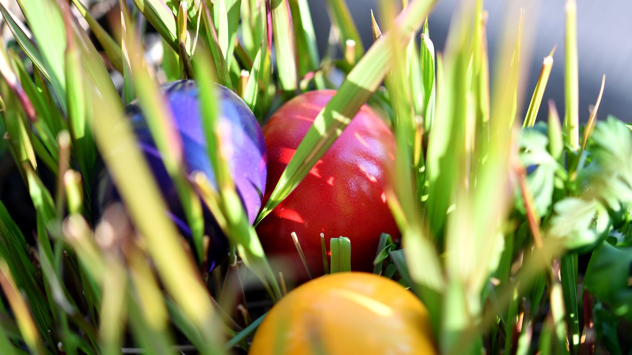 Bunt gefärbte Ostereier liegen im Gras