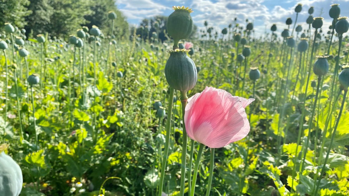 Nahrung statt Opium: Großer Mohnanbau-Versuch in Niederbayern