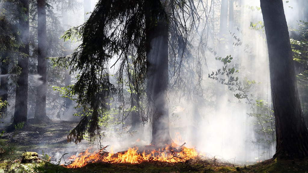 Feuer im Wald bei Stockstadt am Main