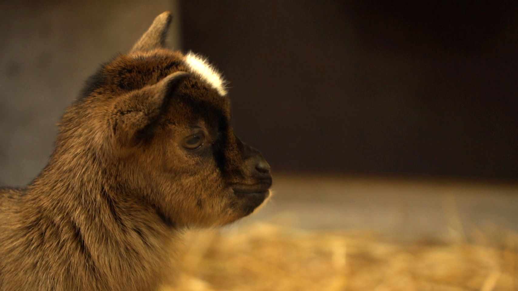 So Suss Ziegennachwuchs Im Augsburger Zoo Br24