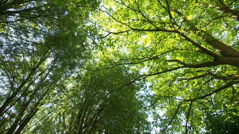 Blick auf Baumkronen im Wald