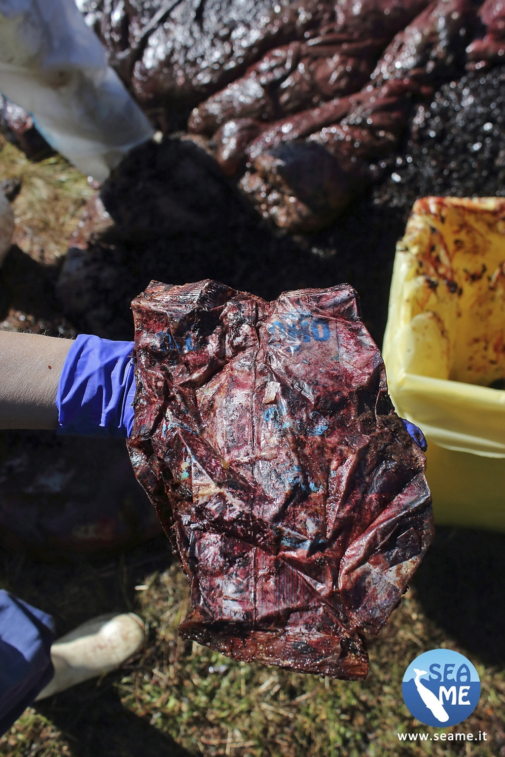 Anfang April ist ein Pottwal vor Sardinien entdeckt worden - mit 22 Kilogramm Plastik im Magen.