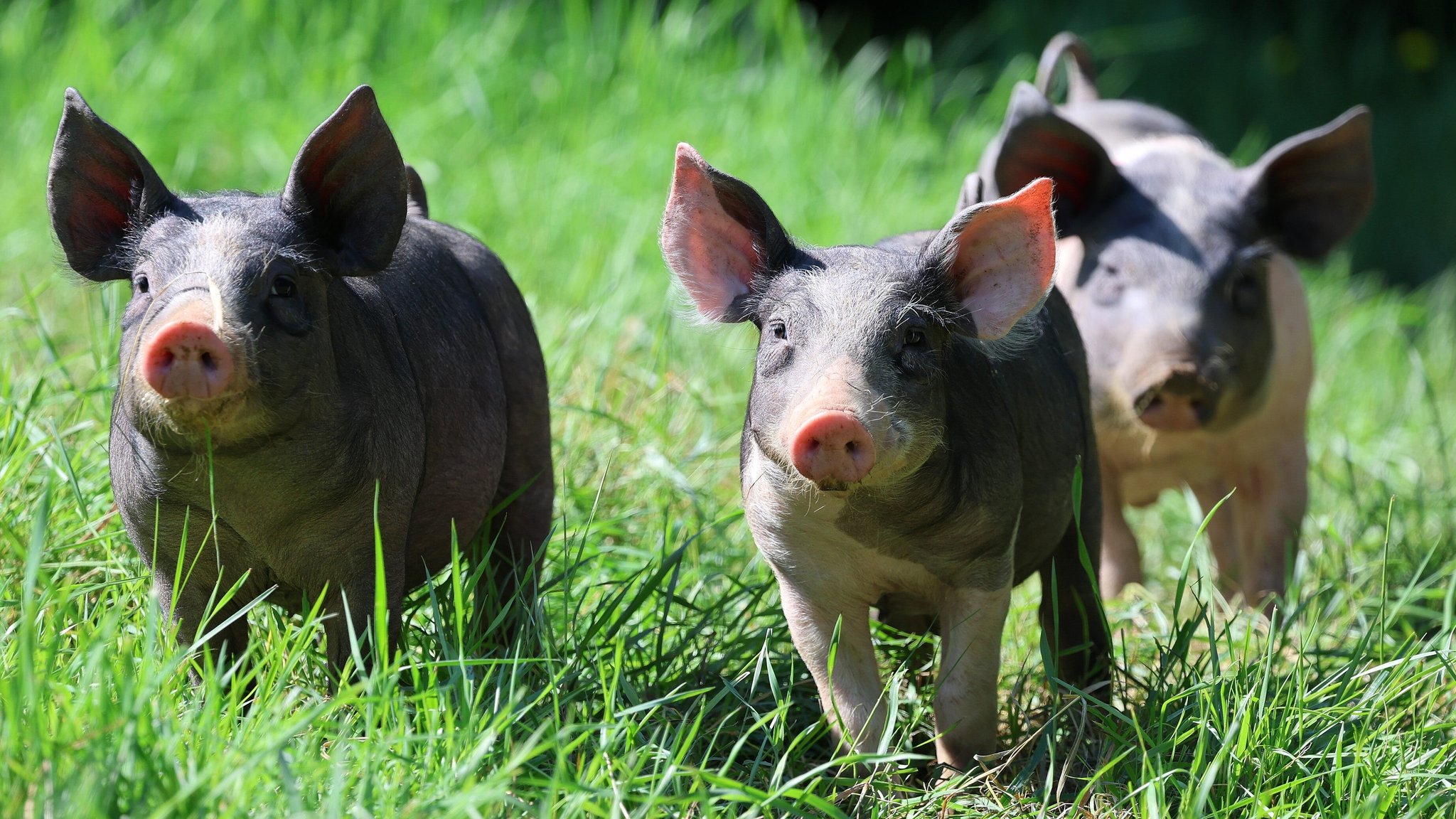 Ferkel auf einer Wiese