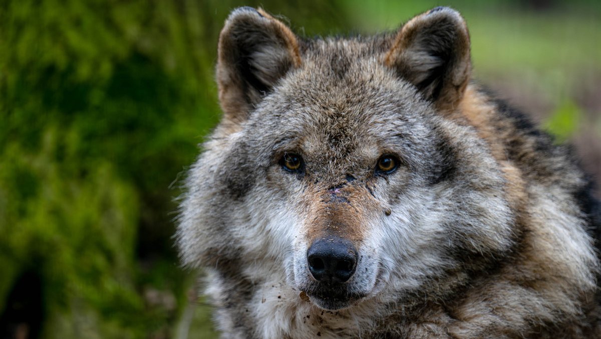 Runder Tisch: Keine schnelle Wolfsentnahme im Altmühltal