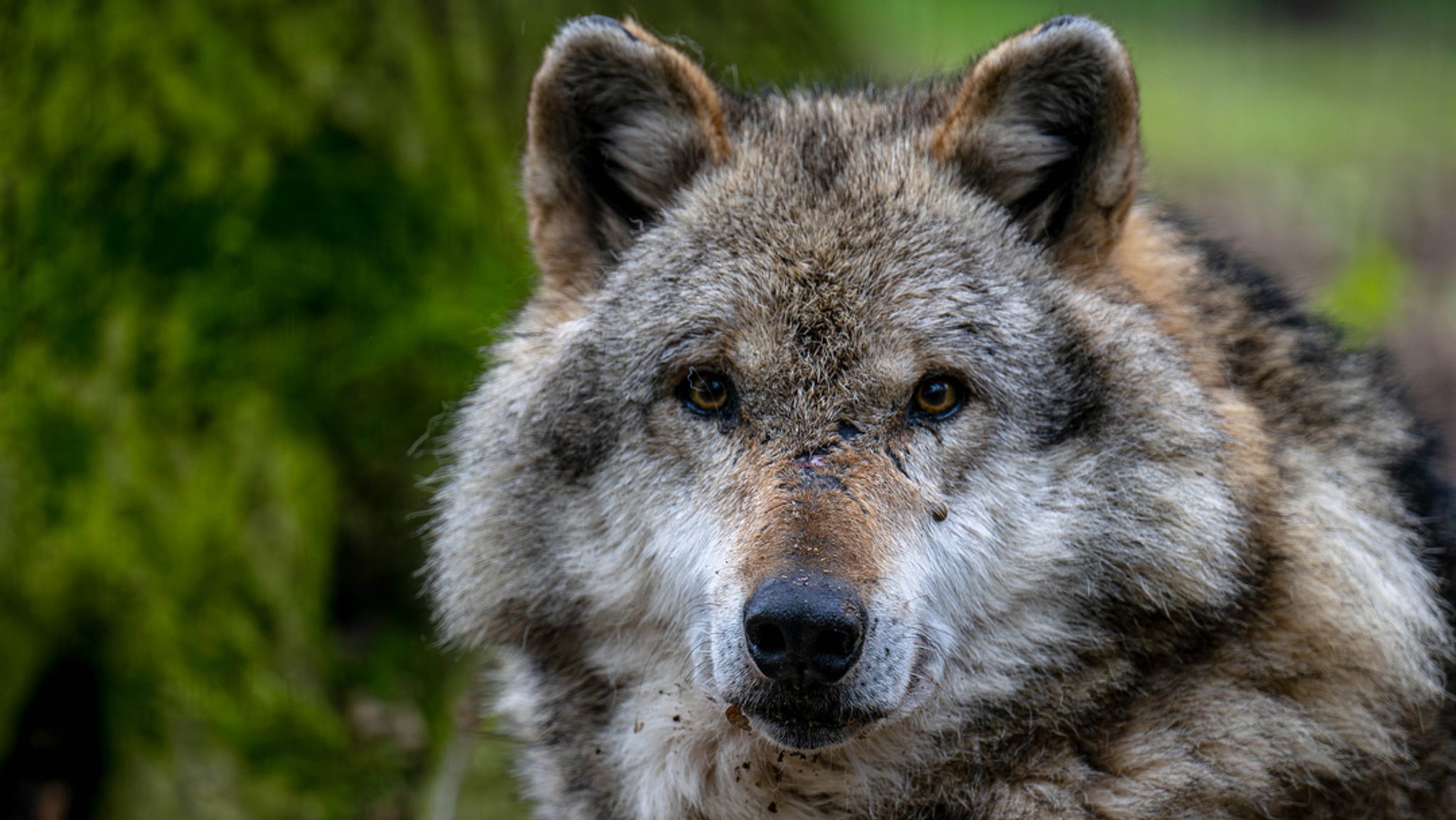 Zu sehen ist ein Wolf in der Natur