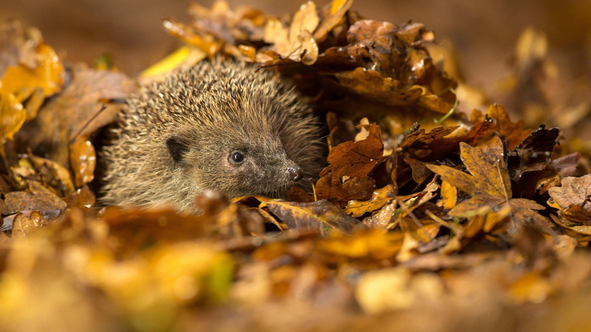 Igel im Herbstlaub | Bild: stock.adobe.com/bridgephotography Igel im Herbstlaub