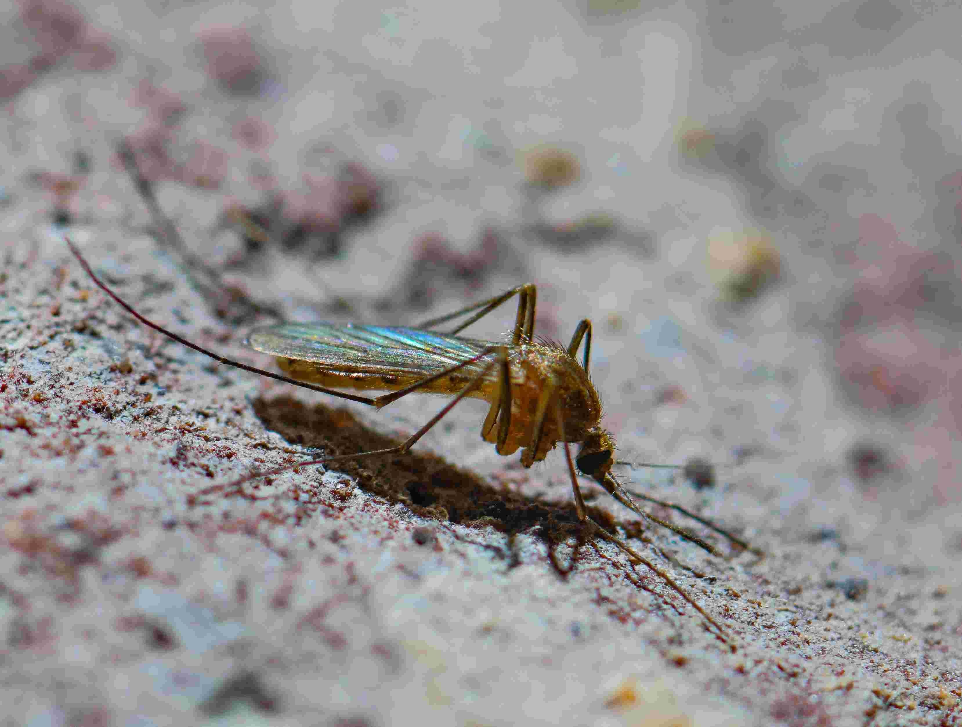 Eine Mücke an der Wand.