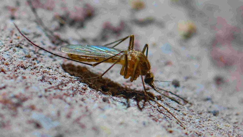Eine Mücke an der Wand. | Bild: picture alliance/dpa/dpa-Zentralbild | Patrick Pleul Eine Mücke an der Wand.