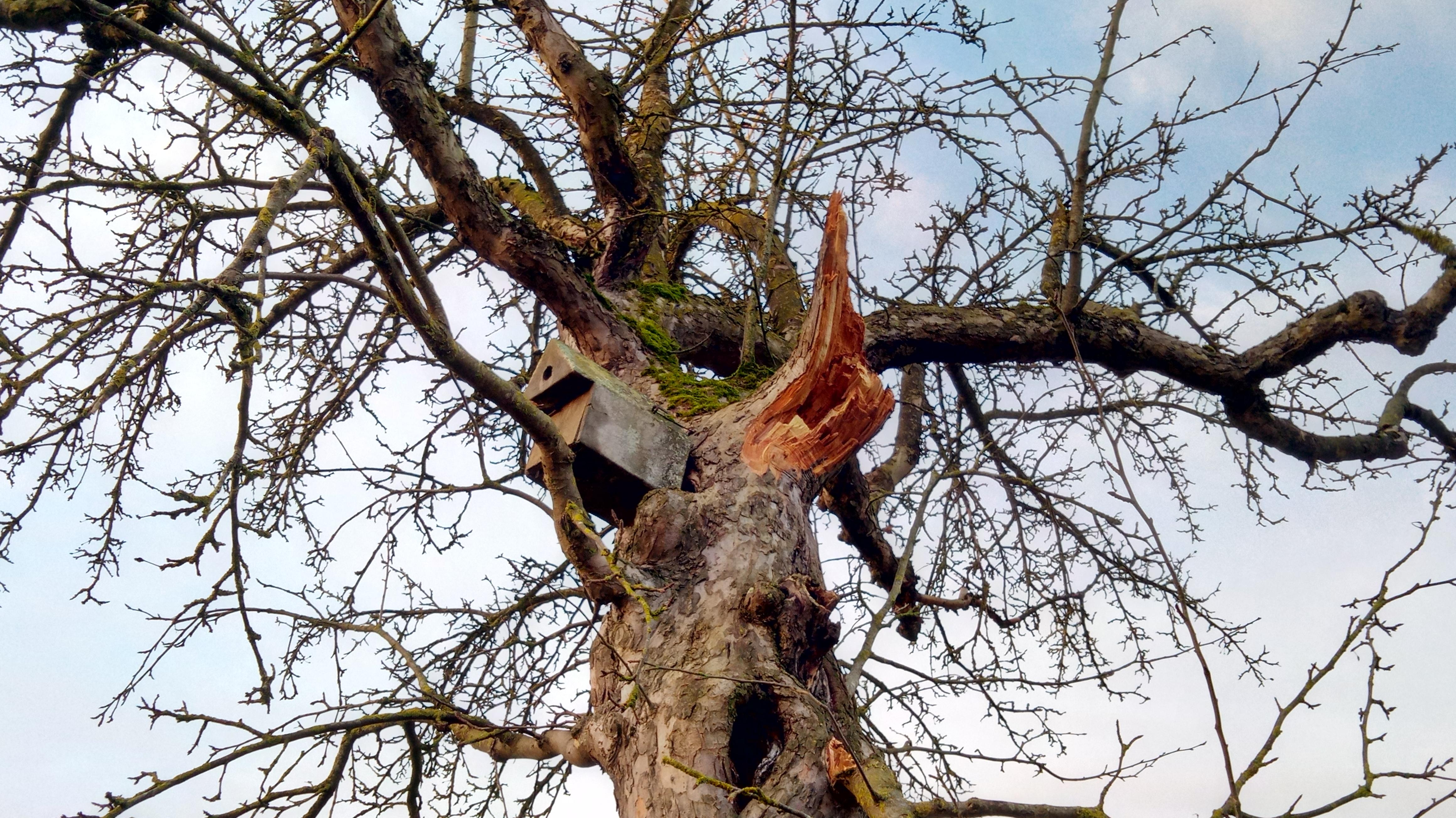 Ast ab? Warum man alte Obstbäume trotzdem erhalten soll BR24