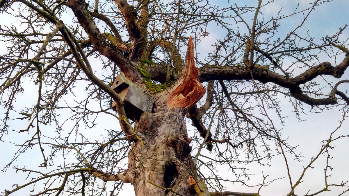 Blick in eine winterliche Baumkrone. Am Stamm ist ein Nistkasten und die Bruchstelle eines dicken Astes  