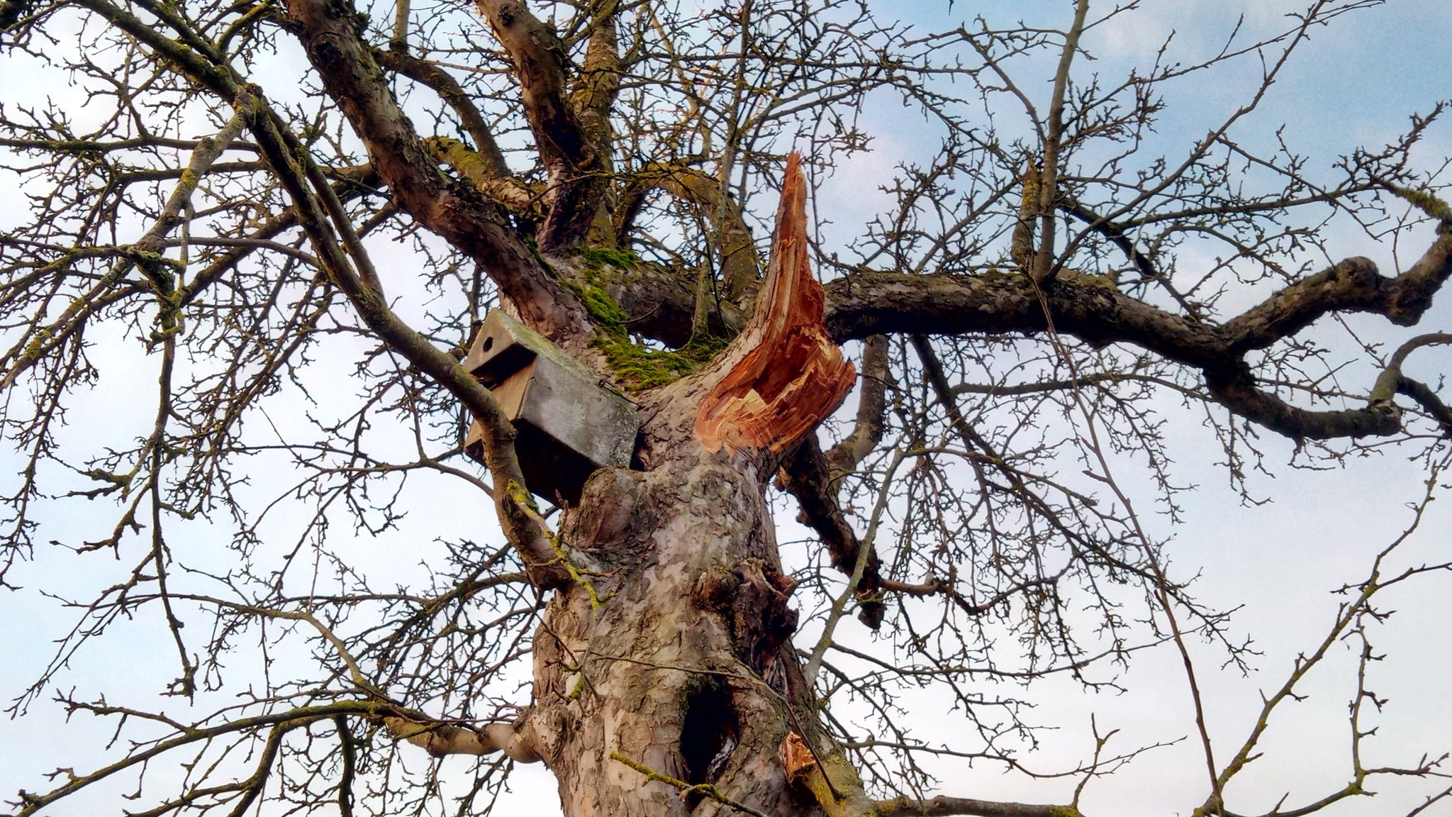 Blick in eine winterliche Baumkrone. Am Stamm ist ein Nistkasten und die Bruchstelle eines dicken Astes  