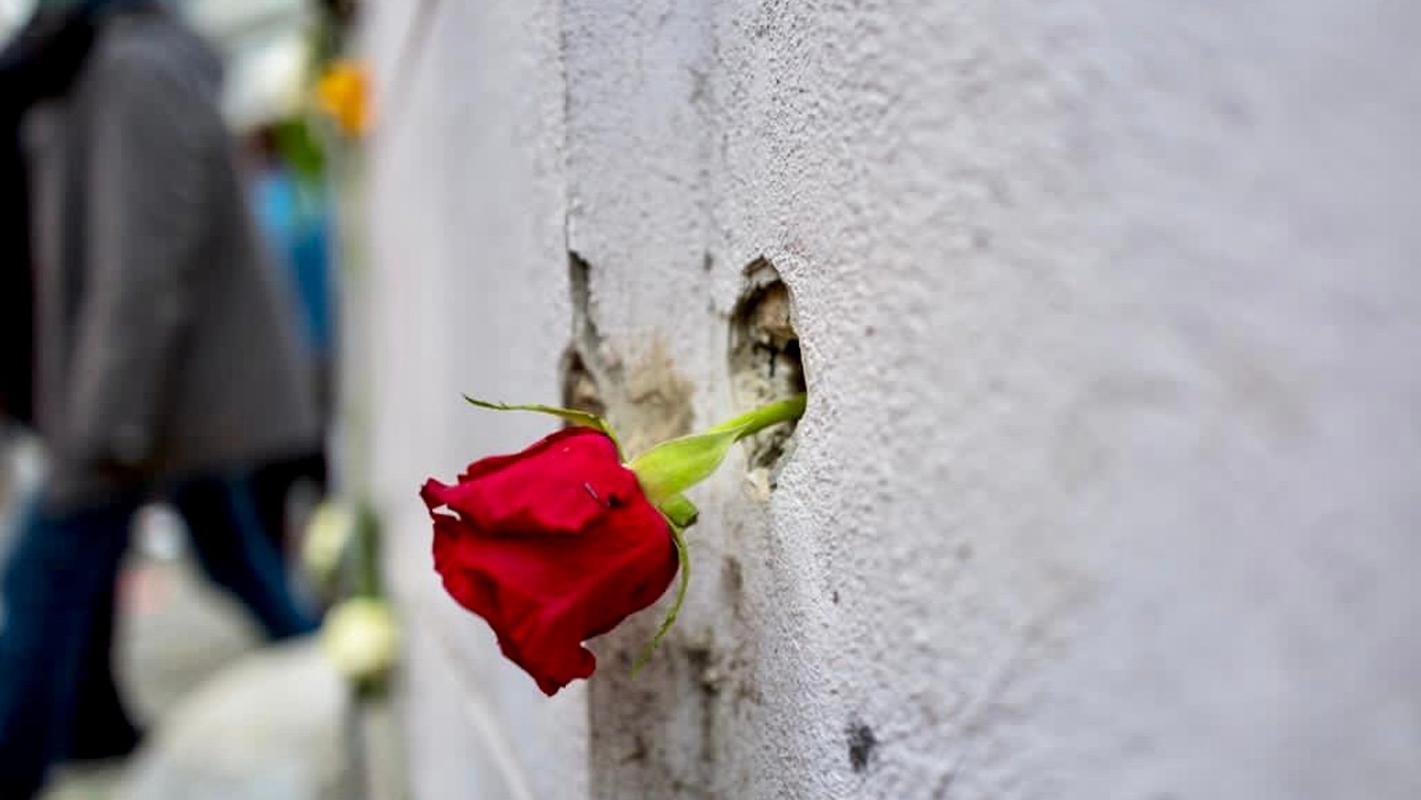 Eine Rose in einem Einschussloch am Wiener Schwedenplatz.