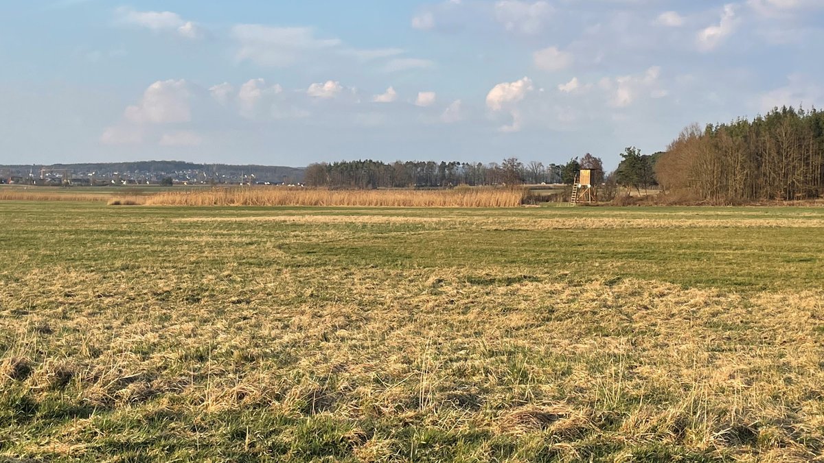 Große Wiesenfläche mit Wald am Horizont.