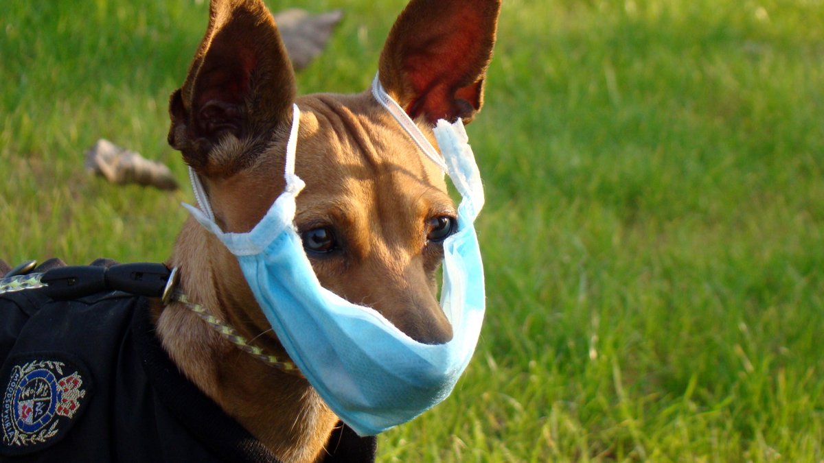 Hund mit Atemschutzmaske