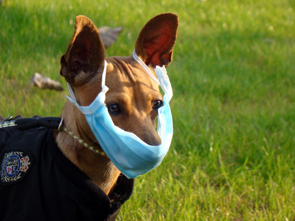 Hund mit Atemschutzmaske