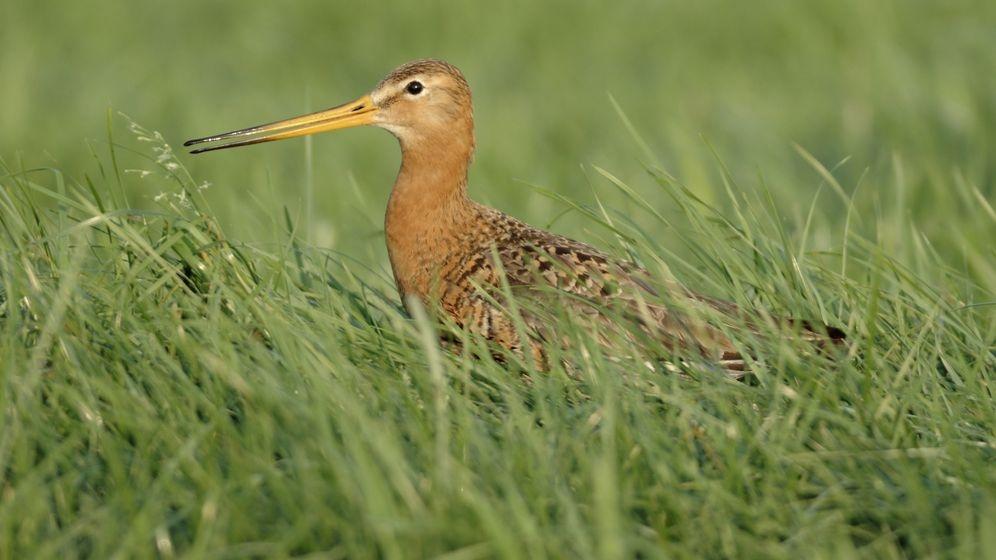 Eine Uferschnepfe in einer Wiese