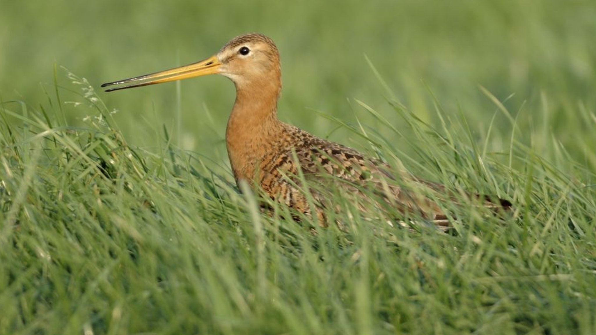 Eine Uferschnepfe in einer Wiese