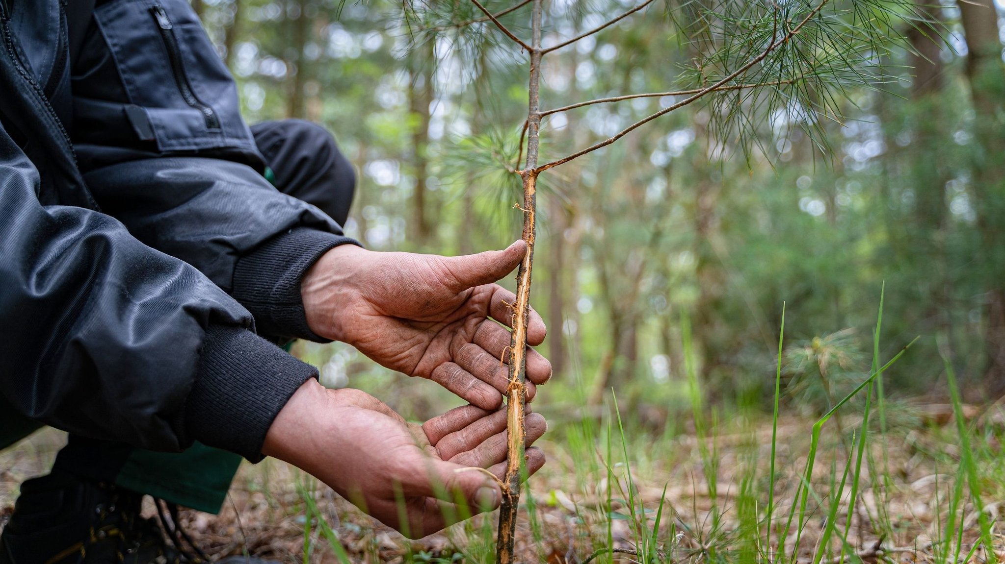 Werden kleine Bäume im Wald vom Rehwild verbissen, sieht es schlecht aus für den Wald der Zukunft – sagen Förster und fordern: Wald vor Wild.