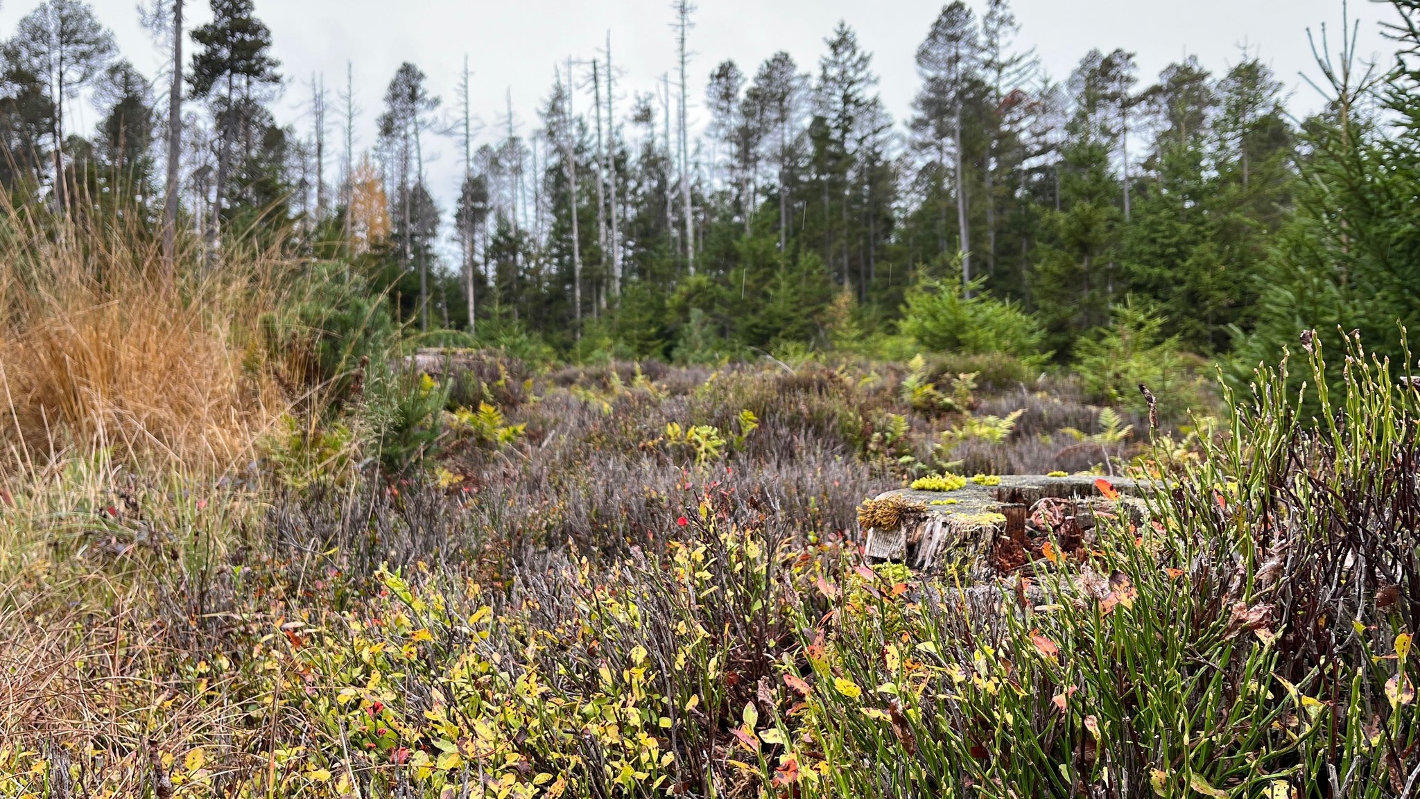 Eine Fläche von 35 Hektar im Sulzschneider Wald ist Naturwald. Seit zwei Jahren ist die Natur in dem Waldstück sich selbst überlassen.