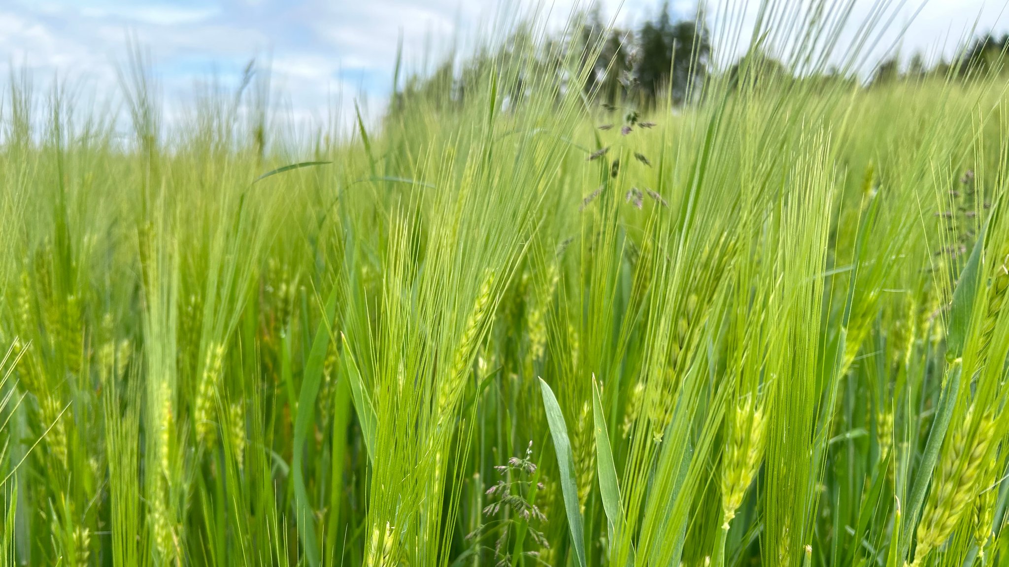 Oberfränkischer Landweizen wächst auf einem Feld.