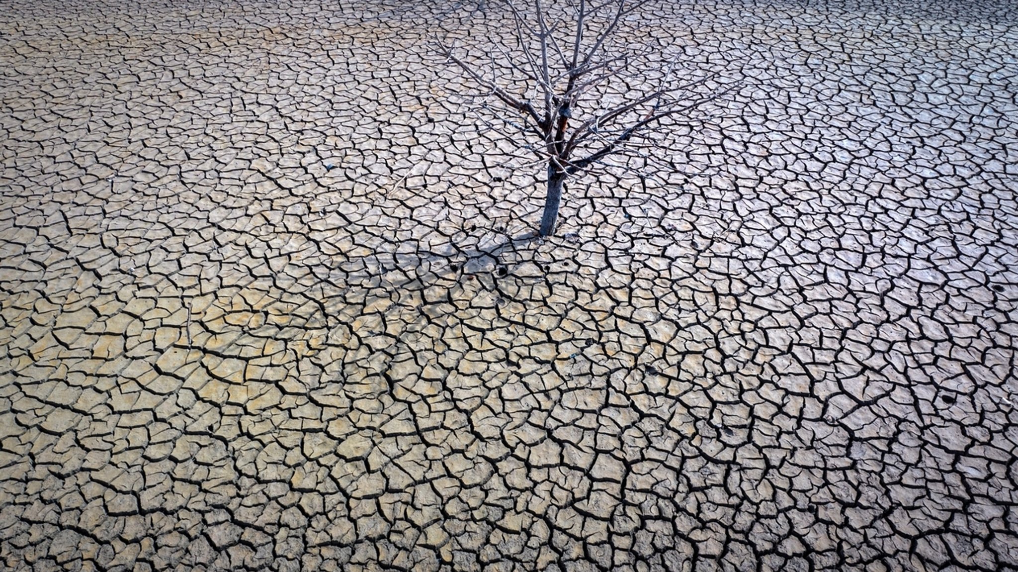 Ausgetrockneter Boden mit Rissen, in der Mitte ein Baum ohne Grün