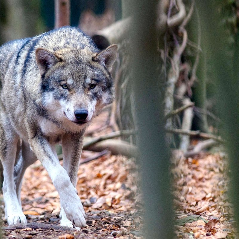 Weidetiere und der Wolf - Die Quadratur des Kreises? - radioReportage | BR Podcast