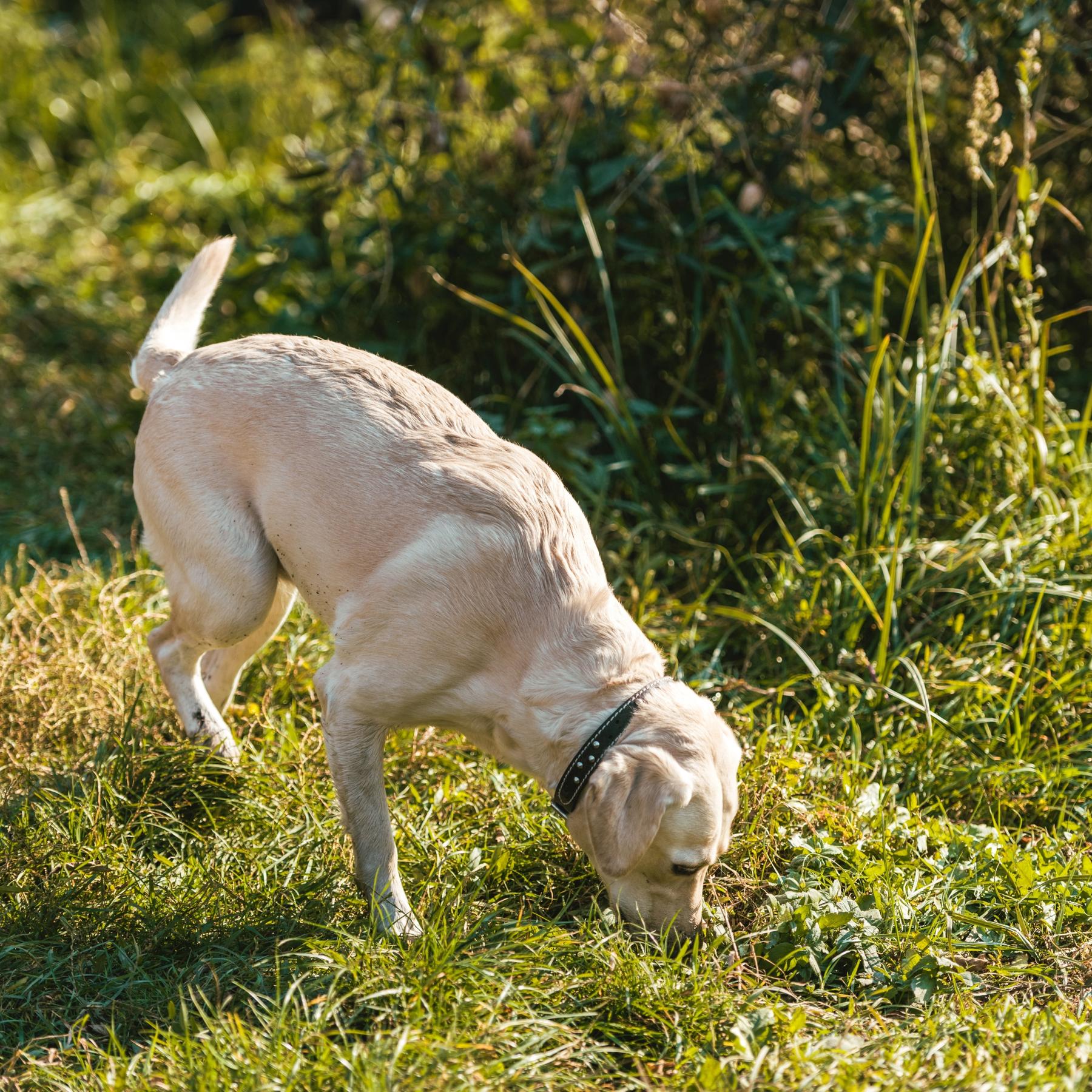 Hunde und ihr Geruchssinn - Die Supernasen im Tierreich